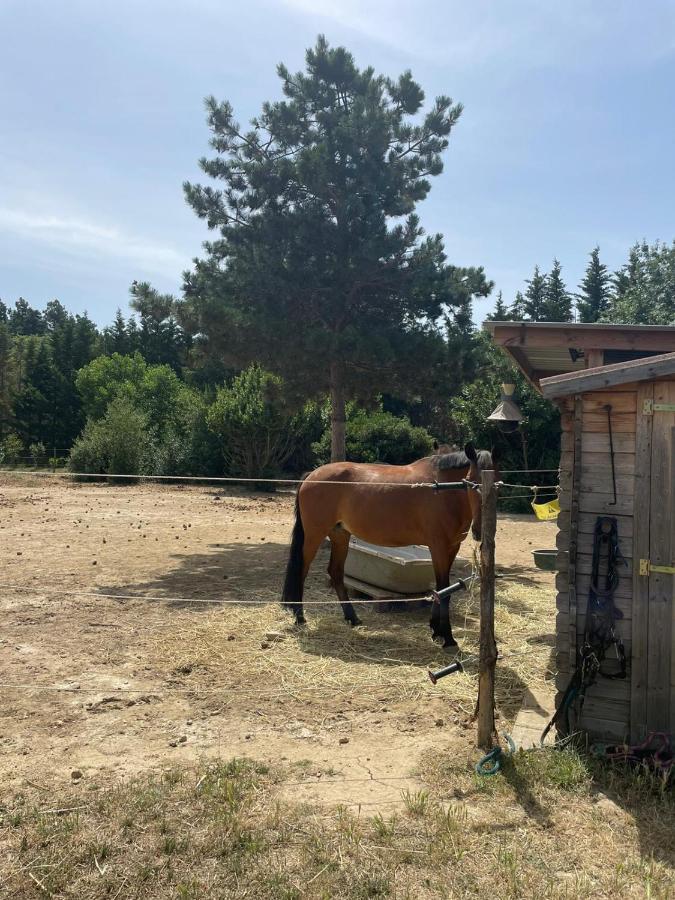 Гостевой дом Roulotte En Bois Sud France Le Soler Экстерьер фото