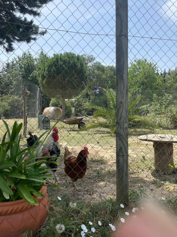 Гостевой дом Roulotte En Bois Sud France Le Soler Экстерьер фото